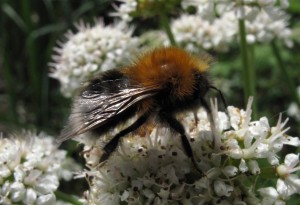 bombus-hypnorum_tn