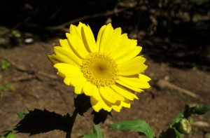 corn-marigold02_tn