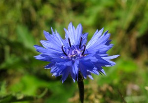 cornflower01_tn