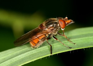 rhingia-campestris-01_tn