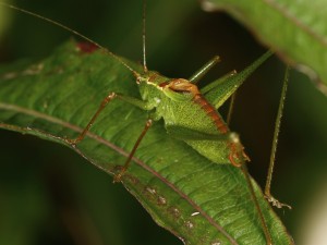 speckled-bush-cricket_tn